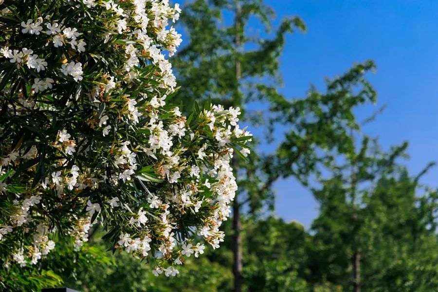 zxc (7).jpg zxc (7).jpg