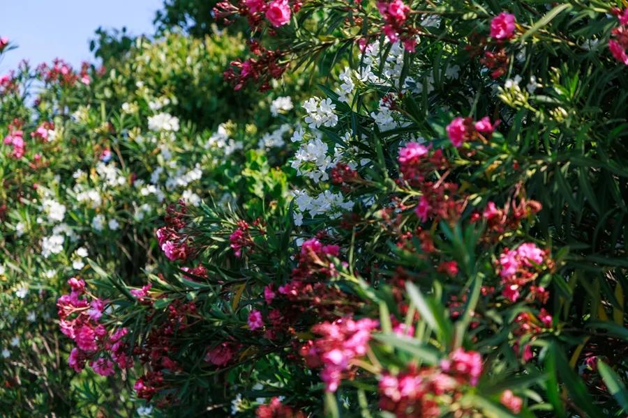 zxc (12).jpg zxc (12).jpg