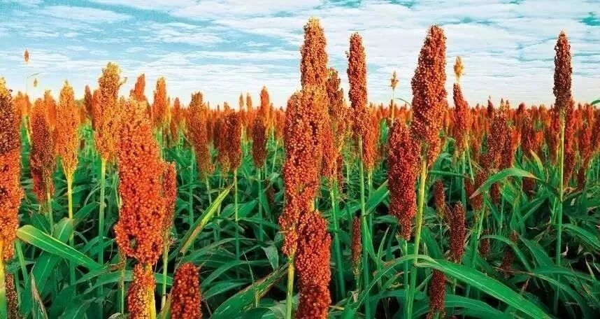 那么多粮食，凭什么就高粱是酿酒王者？(图1)
